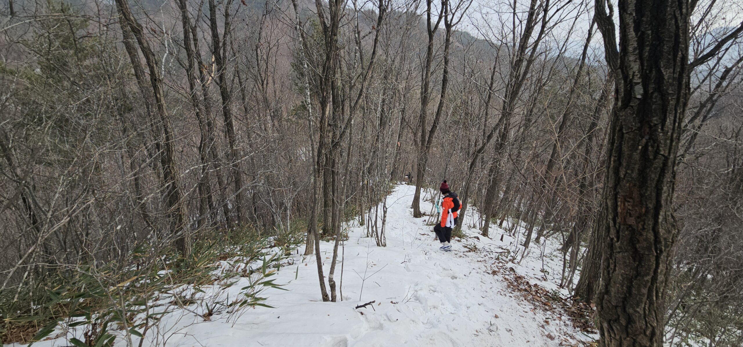 Korea Snow Trail 눈 덮인 숲길에서 서두르지 않고 각자의 페이스로 이어지는 겨울 트레일 러닝 구간
