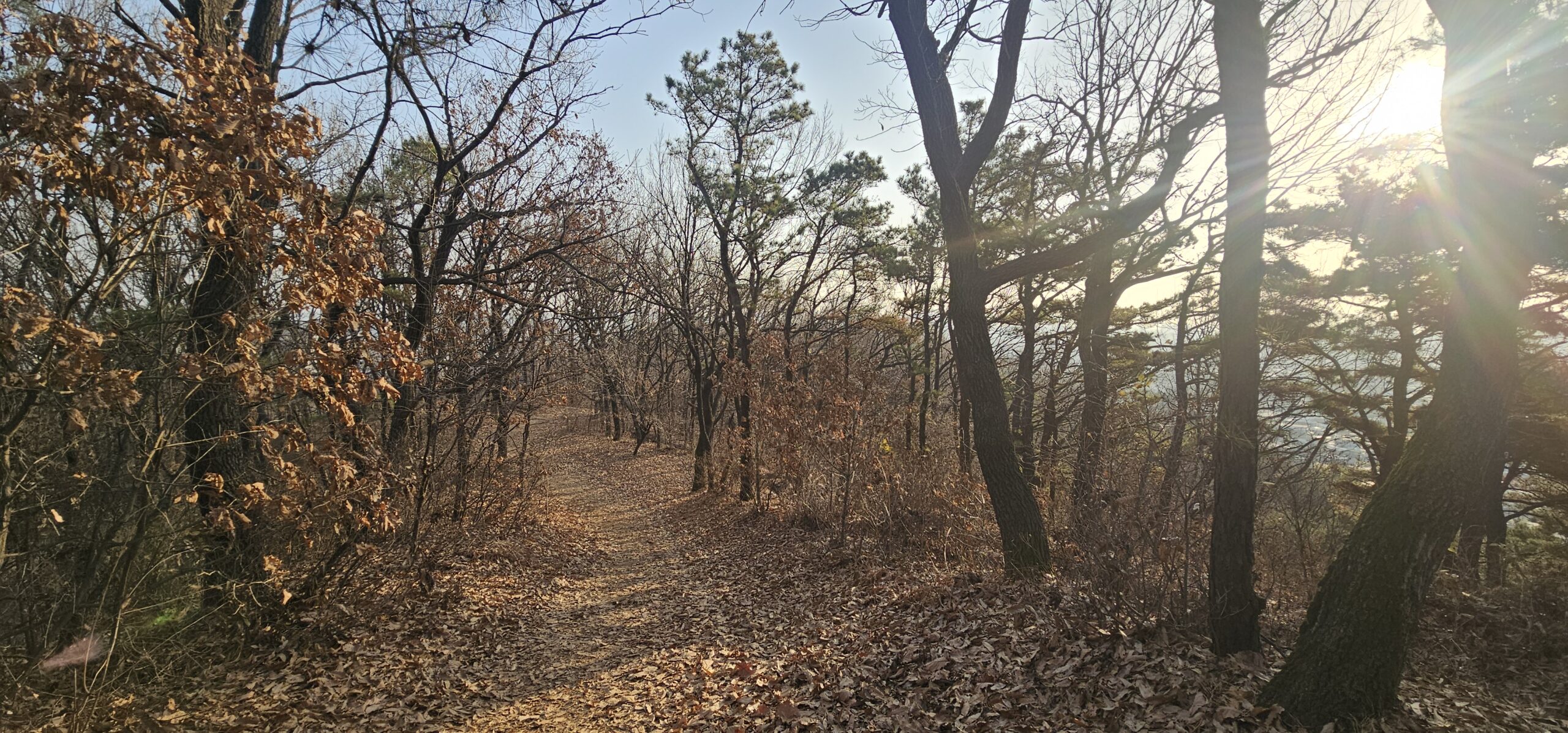 겨울 심학산 트레일러닝 낙엽길과 흙길이 이어진 산길 코스 풍경