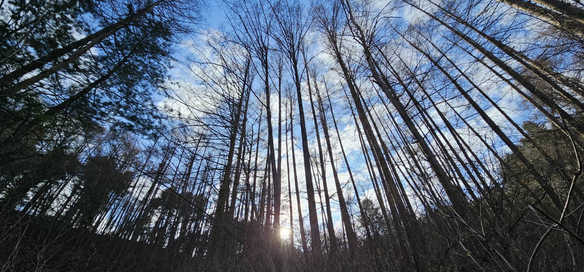 Tall, leafless winter trees rising toward a blue sky with sunlight shining through the branches on the Yeoninsan trail, capturing the quiet and serene early-winter forest atmosphere.